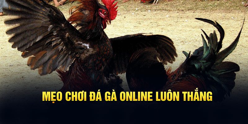 Mẹo chơi đá gà online luôn thắng