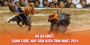 Đá Gà I9BET - Sảnh Cược Hấp Dẫn Kịch Tính Nhất 2024