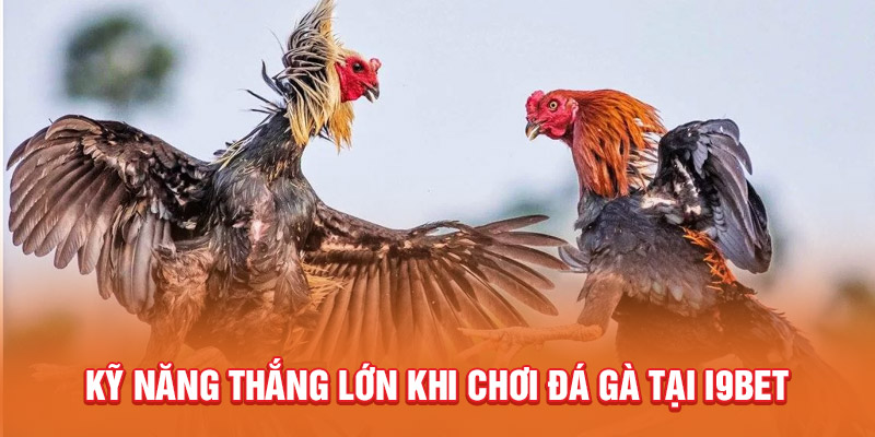 Kỹ năng thắng lớn khi chơi đá gà tại I9BET 